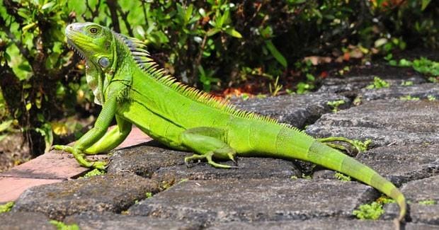 The Best & Worst Pets for Vegans in the U.S.