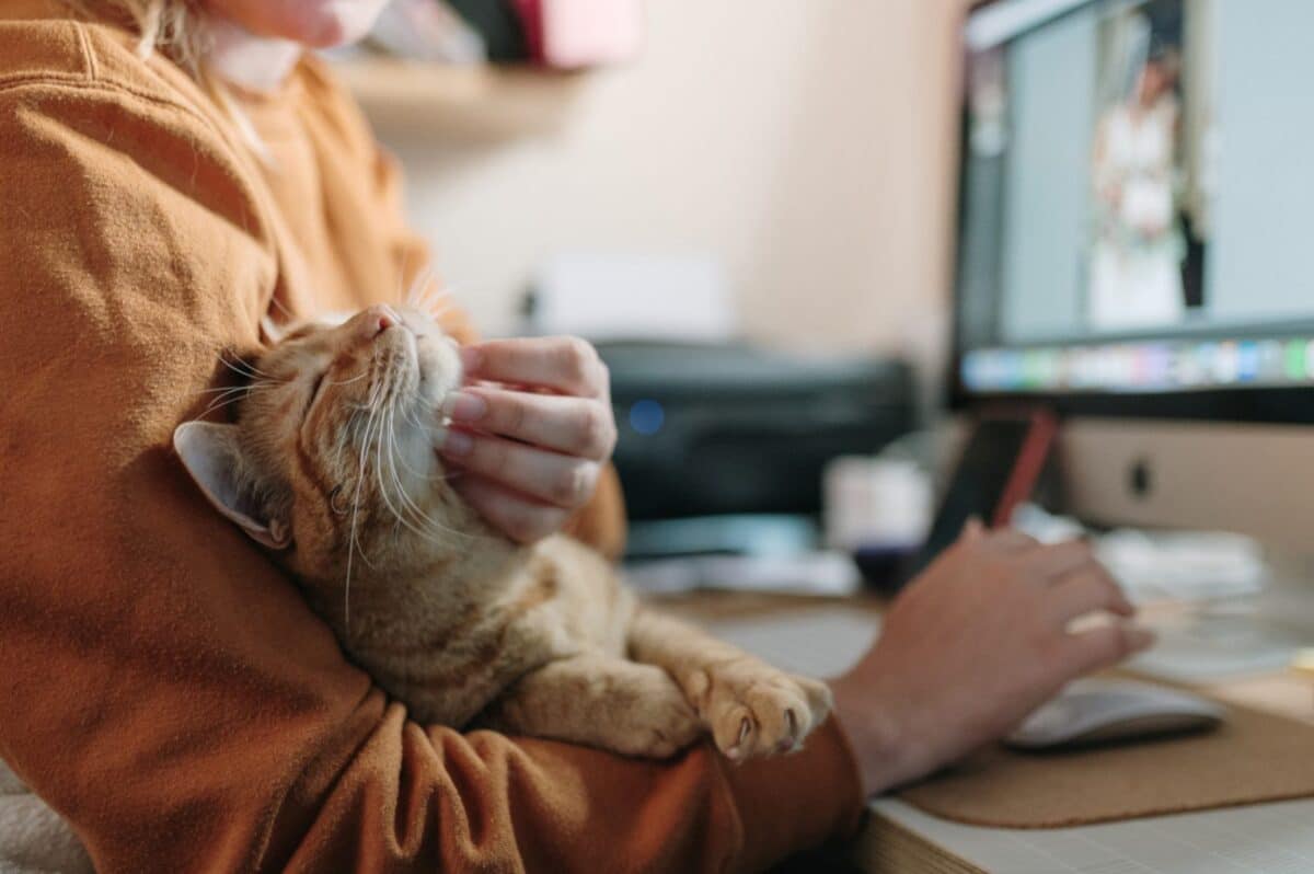 The Best & Worst Pets for Vegans in the U.S.