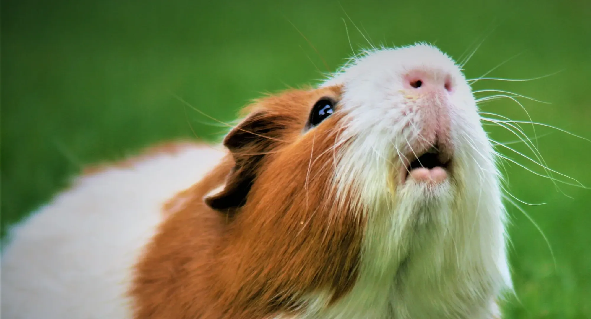 The Best & Worst Pets for Vegans in the U.S.