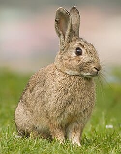 The Best & Worst Pets for Vegans in the U.S.