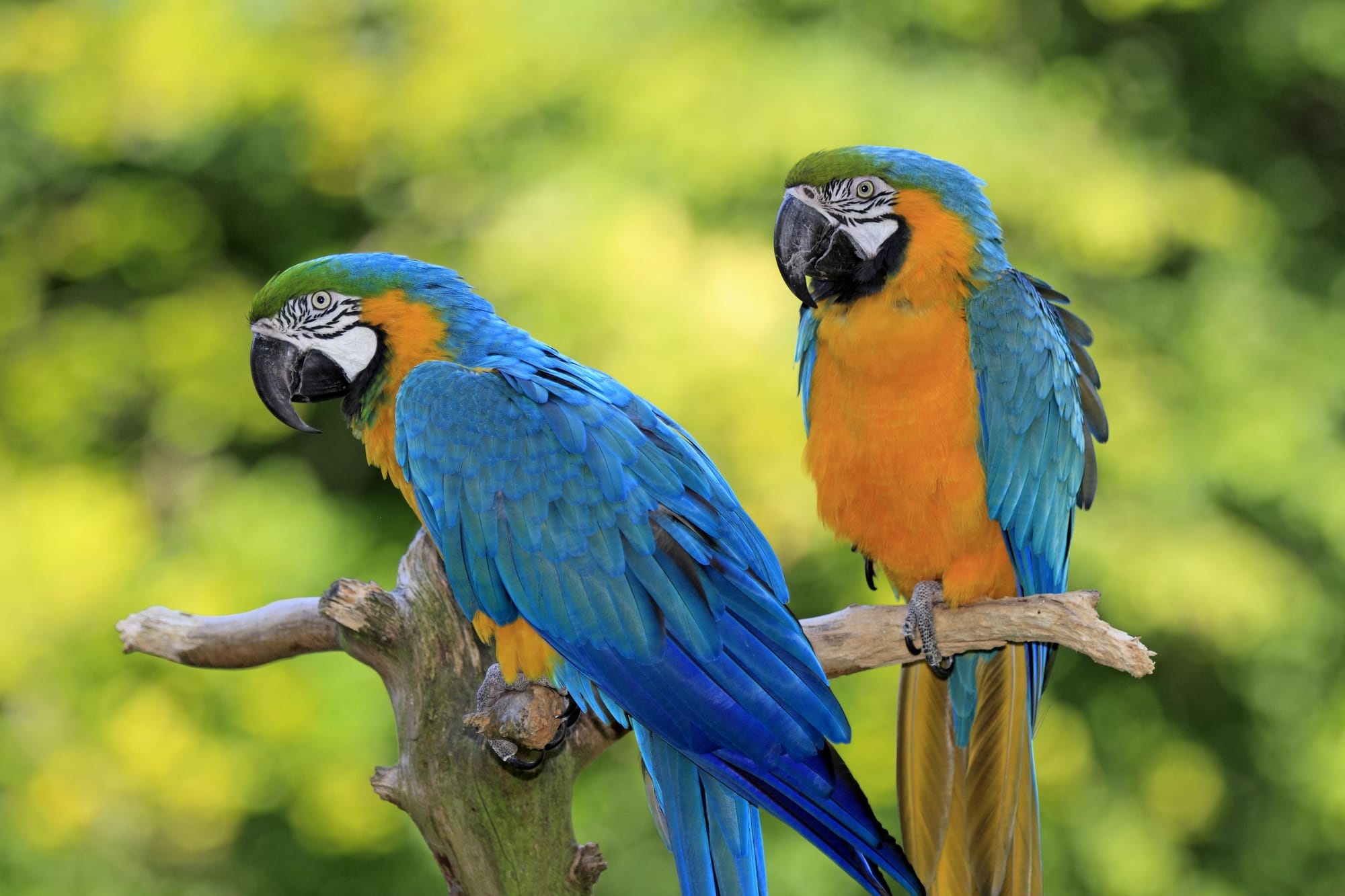 The Best & Worst Pets for Vegans in the U.S.