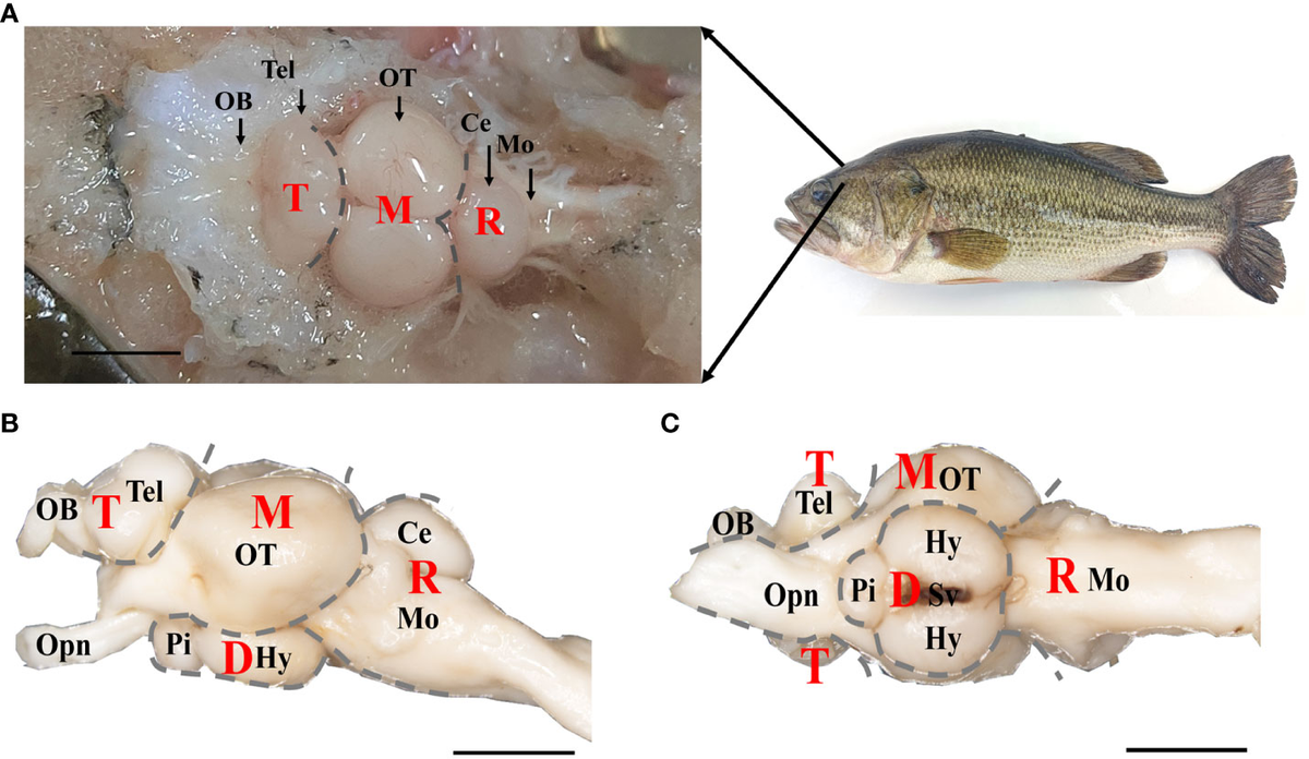 Are Fish Animals? Here's What Science Says