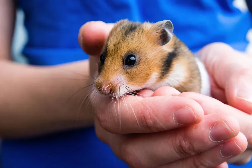 The Best & Worst Pets for Vegans in the U.S.