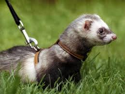 The Best & Worst Pets for Vegans in the U.S.
