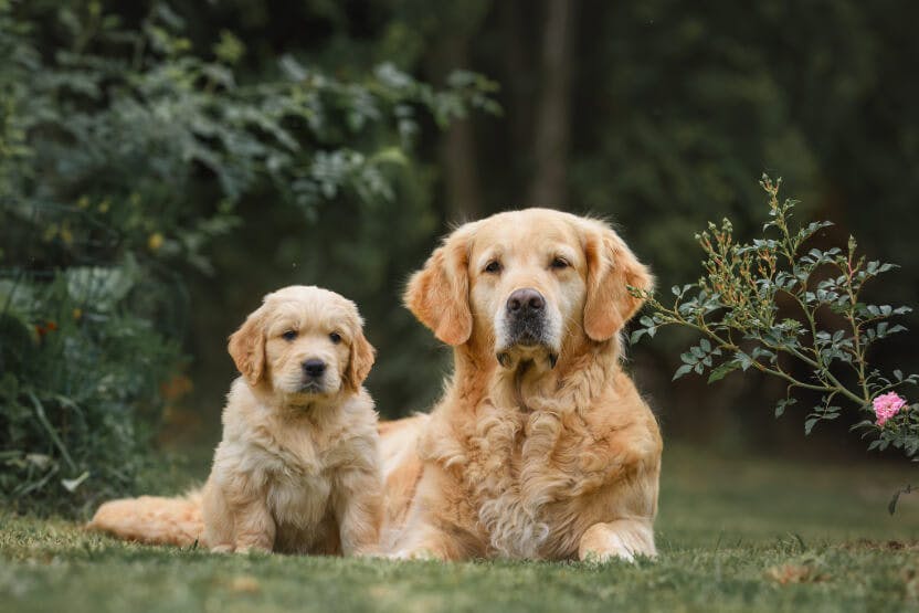 The Best & Worst Pets for Vegans in the U.S.