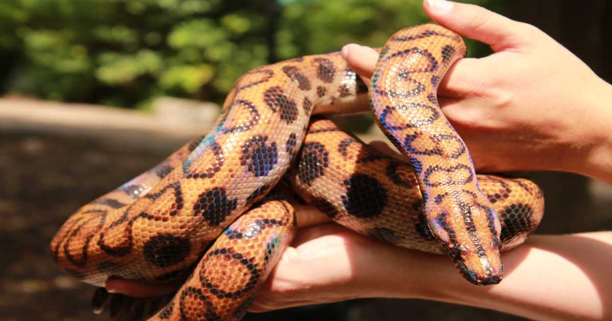 The Best & Worst Pets for Vegans in the U.S.