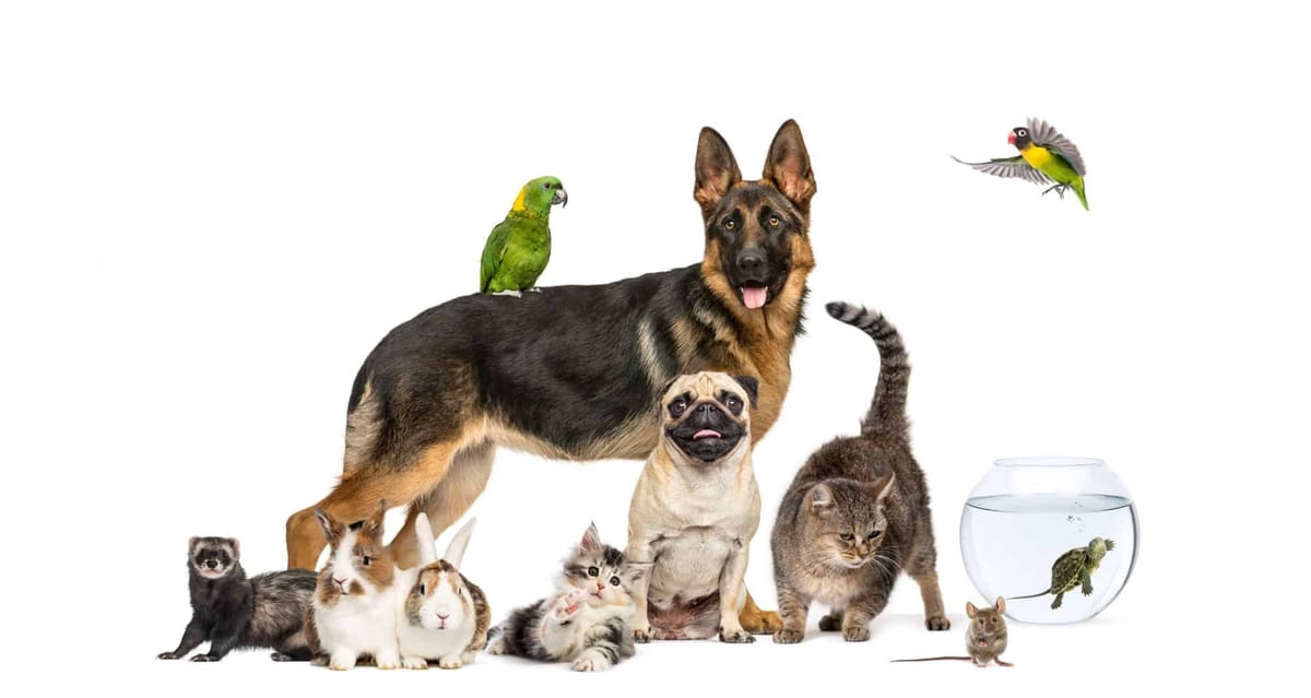 The Best & Worst Pets for Vegans in the U.S.