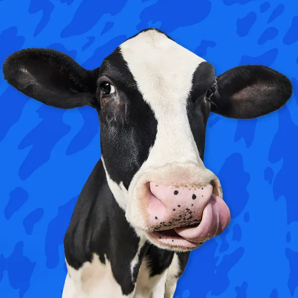 Holy Cow, Not Today! Why Going Vegan Could Save the Planet