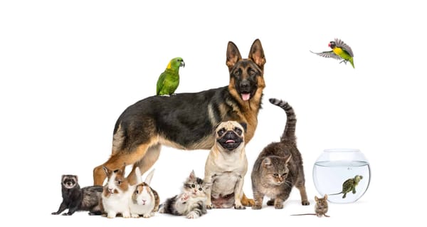 The Best & Worst Pets for Vegans in the U.S.